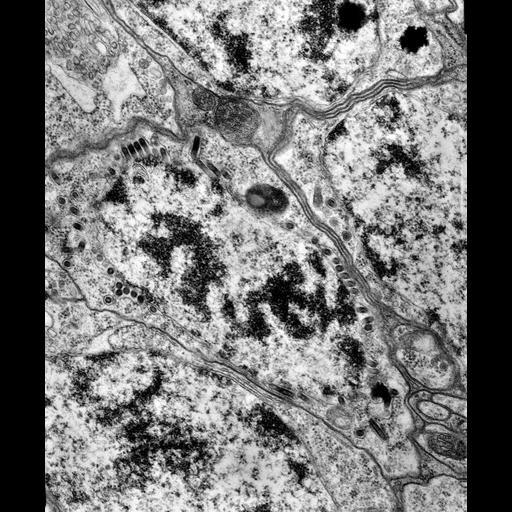  NCBI Organism:Maize mosaic virus, Peregrinus maidis, ; Cell Types:ganglion interneuron Cell Components:nucleus, nuclear membrane, host cell perinuclear region of cytoplasm; Biological process:viral transmission by vector, interspecies interaction between organisms;