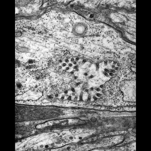  NCBI Organism:Maize mosaic virus, Peregrinus maidis, ; Cell Types:neuron Cell Components:axon, internal side of plasma membrane; Biological process:viral transmission by vector, interspecies interaction between organisms;