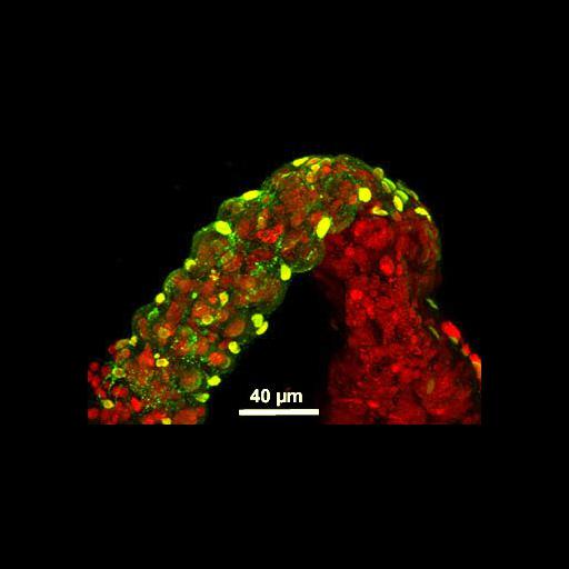  NCBI Organism:Maize mosaic virus, Peregrinus maidis, ; Cell Components:nucleus, host cell perinuclear region of cytoplasm; Biological process:viral transmission by vector