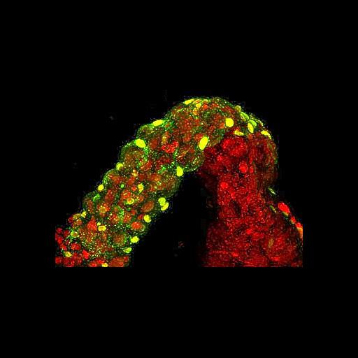  NCBI Organism:Maize mosaic virus, Peregrinus maidis, ; Cell Components:nucleus, host cell perinuclear region of cytoplasm; Biological process:viral transmission by vector