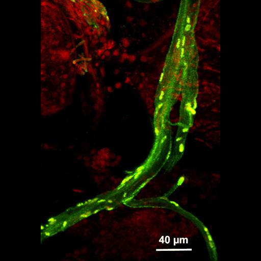  NCBI Organism:Maize mosaic virus, Peregrinus maidis, ; Cell Types:peripheral neuron Cell Components:nucleus, axon; Biological process:viral transmission by vector