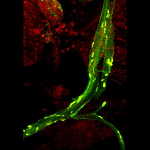  NCBI Organism:Maize mosaic virus, Peregrinus maidis, ; Cell Types:peripheral neuron Cell Components:nucleus, axon; Biological process:viral transmission by vector