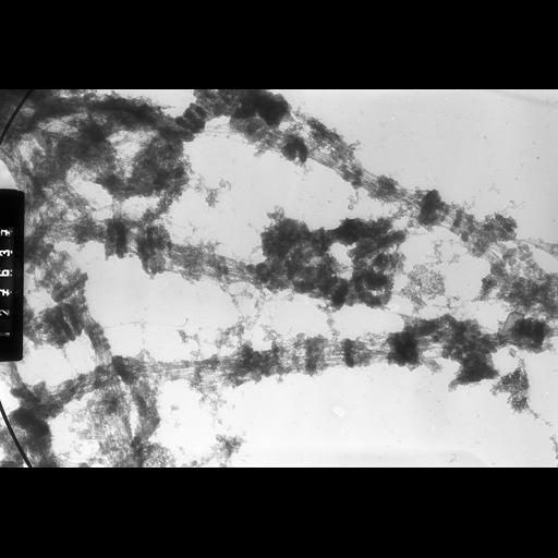  NCBI Organism:Drosophila melanogaster; Cell Components:polytene chromosome