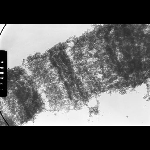  NCBI Organism:Drosophila melanogaster; Cell Components:polytene chromosome