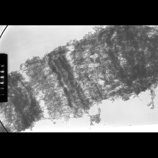  NCBI Organism:Drosophila melanogaster; Cell Components:polytene chromosome