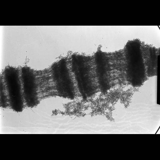  NCBI Organism:Drosophila melanogaster; Cell Components:polytene chromosome