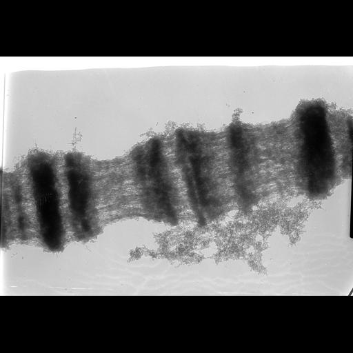  NCBI Organism:Drosophila melanogaster; Cell Components:polytene chromosome