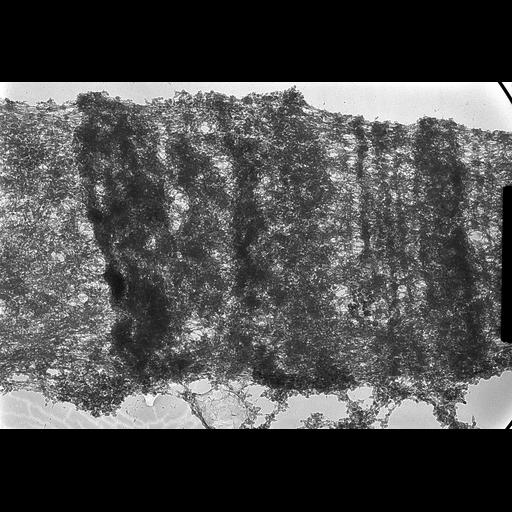  NCBI Organism:Drosophila melanogaster; Cell Components:polytene chromosome