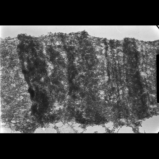  NCBI Organism:Drosophila melanogaster; Cell Components:polytene chromosome