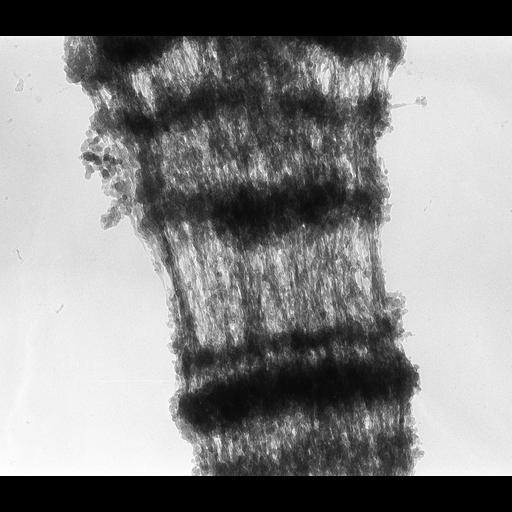  NCBI Organism:Drosophila melanogaster; Cell Components:polytene chromosome