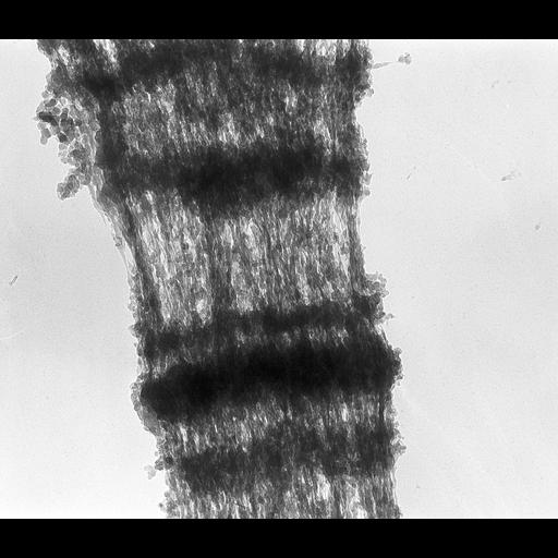  NCBI Organism:Drosophila melanogaster; Cell Components:polytene chromosome