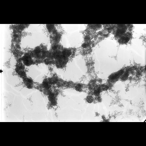  NCBI Organism:Drosophila melanogaster; Cell Types:fat body cell Cell Components:polytene chromosome