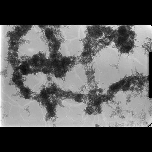  NCBI Organism:Drosophila melanogaster; Cell Types:fat body cell Cell Components:polytene chromosome