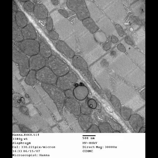  NCBI Organism:Mus musculus; Cell Types:skeletal muscle cell Cell Components:dystroglycan complex Biological process:plasma membrane organization