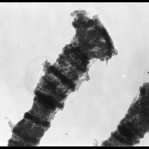  NCBI Organism:Drosophila melanogaster; Cell Components:polytene chromosome