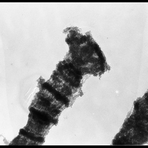  NCBI Organism:Drosophila melanogaster; Cell Components:polytene chromosome