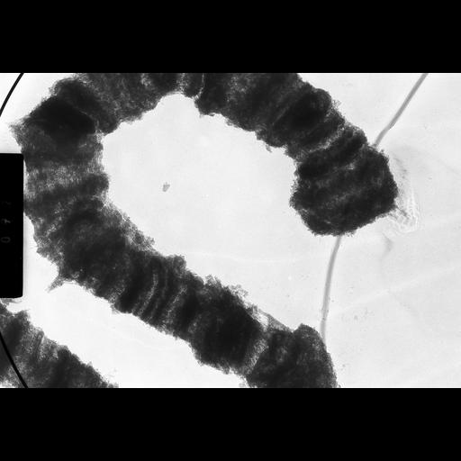  NCBI Organism:Drosophila melanogaster; Cell Components:polytene chromosome