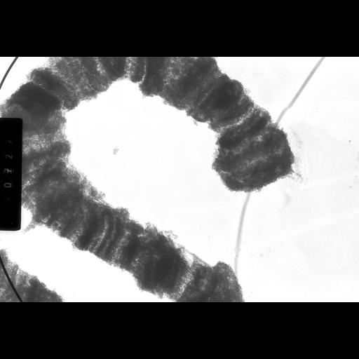  NCBI Organism:Drosophila melanogaster; Cell Components:polytene chromosome