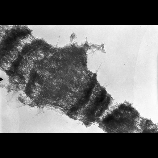  NCBI Organism:Drosophila melanogaster; Cell Components:polytene chromosome