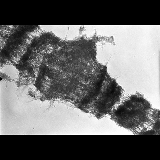  NCBI Organism:Drosophila melanogaster; Cell Components:polytene chromosome