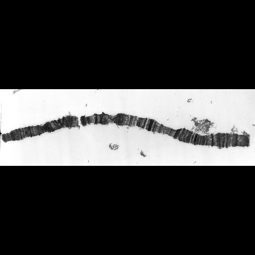  NCBI Organism:Drosophila melanogaster; Cell Components:polytene chromosome