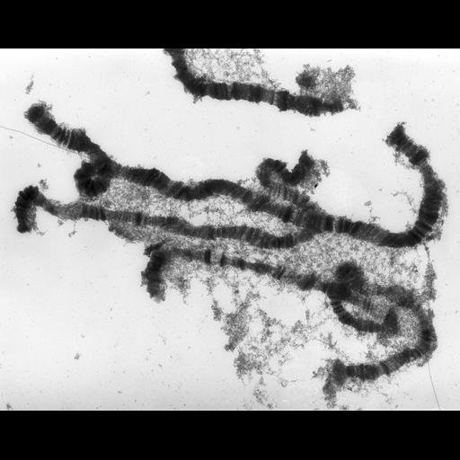  NCBI Organism:Drosophila melanogaster; Cell Components:polytene chromosome