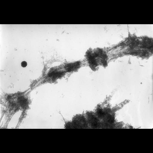  NCBI Organism:Drosophila melanogaster; Cell Components:polytene chromosome