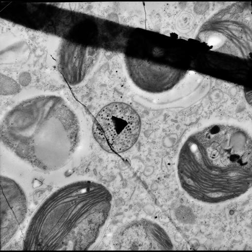  NCBI Organism:Trichodina, Chlorella, ; Cell Types:cell by organism, eukaryotic cell, , ; Cell Components:symbiont-containing vacuole, , cytoplasm, symbiont-containing vacuole, , virion, chloroplast thylakoid, chloroplast thylakoid membrane; Biological process:response to symbiont, oral apparatus organization, cytoplasm organization, , , , chloroplast organization;