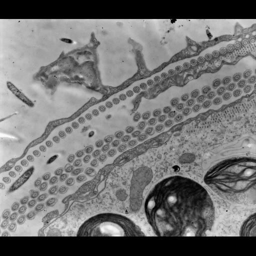  NCBI Organism:Trichodina, Chlorella, ; Cell Types:cell by organism, eukaryotic cell, , ; Cell Components:symbiont-containing vacuole, , oral apparatus, cortical cytoskeleton, cytoplasm, cilium axoneme, microtubule basal body; Biological process:response to symbiont, oral apparatus organization, cytoplasm organization, , ciliary or flagellar motility, cortical cytoskeleton organization, microtubule basal body organization;