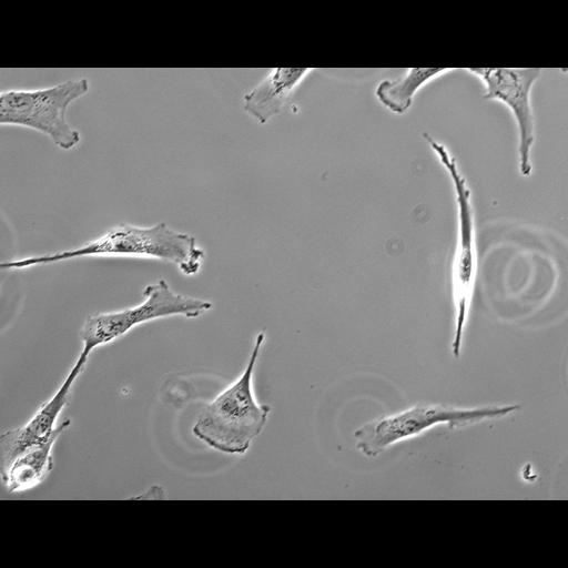  NCBI Organism:Homo sapiens; Biological process:mitosis, ;