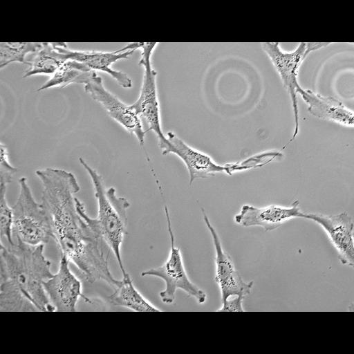  NCBI Organism:Homo sapiens; Biological process:mitosis, ;