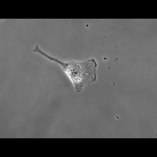  NCBI Organism:Homo sapiens; Biological process:mitosis, ;