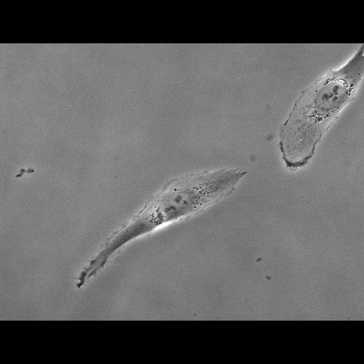  NCBI Organism:Homo sapiens; Biological process:mitosis, ;