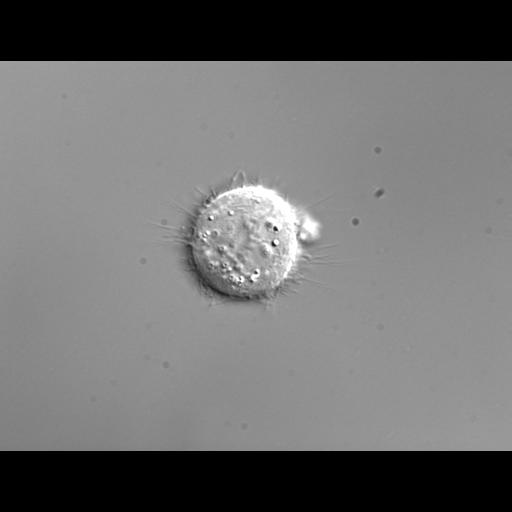  NCBI Organism:Homo sapiens; Biological process:mitosis, ;