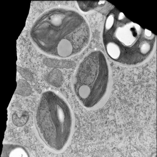  NCBI Organism:Trichodina, Chlorella, ; Cell Types:cell by organism, eukaryotic cell, , ; Cell Components:symbiont-containing vacuole, , chloroplast thylakoid, nucleus, cytoplasm; Biological process:response to symbiont, cytoplasm organization, , chloroplast organization, nuclear outer membrane organization, ;