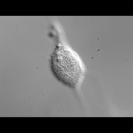  NCBI Organism:Homo sapiens; Biological process:mitosis, ;