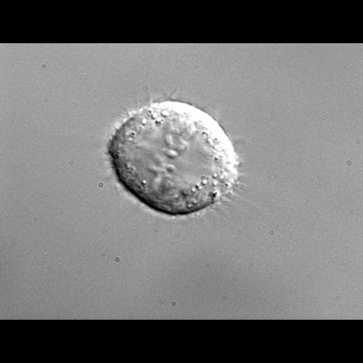  NCBI Organism:Homo sapiens; Biological process:mitosis, ;