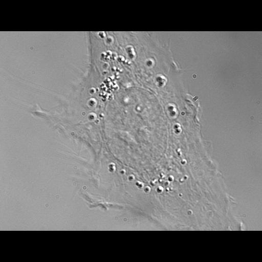  NCBI Organism:Homo sapiens; Biological process:mitosis, ;