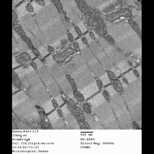  NCBI Organism:Mus musculus; Cell Types:skeletal muscle cell Cell Components:dystroglycan complex Biological process:plasma membrane organization