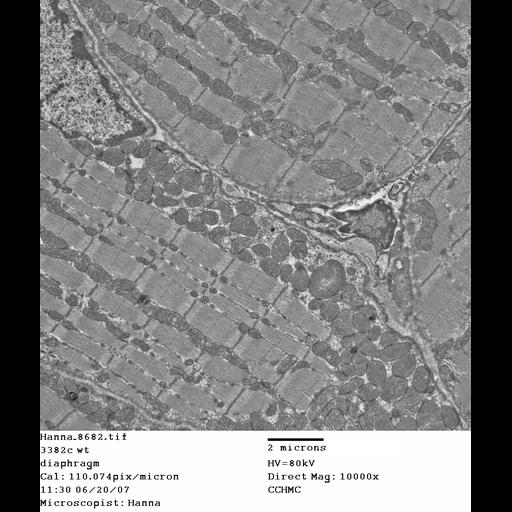  NCBI Organism:Mus musculus; Cell Types:skeletal muscle cell Cell Components:dystroglycan complex Biological process:plasma membrane organization