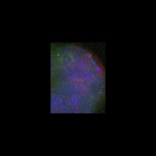  NCBI Organism:Mus musculus; Cell Types:embryonic stem cell Cell Components:heterochromatin, nuclear chromatin, ; Biological process:nucleus organization, chromatin organization;