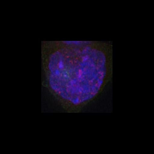  NCBI Organism:Mus musculus; Cell Types:embryonic stem cell Cell Components:heterochromatin, nuclear chromatin, ; Biological process:nucleus organization, chromatin organization;