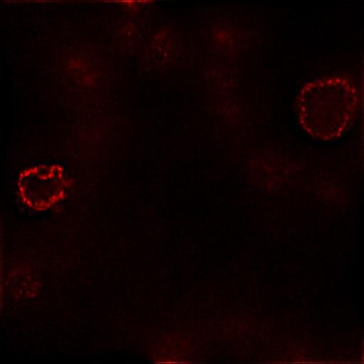  NCBI Organism:Mus musculus; Cell Types:embryonic stem cell Cell Components:heterochromatin, nuclear chromatin, , nuclear pore, nuclear envelope; Biological process:nucleus organization, chromatin organization;