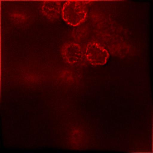  NCBI Organism:Mus musculus; Cell Types:embryonic stem cell Cell Components:heterochromatin, nuclear chromatin, , nuclear pore, nuclear envelope; Biological process:nucleus organization, chromatin organization;