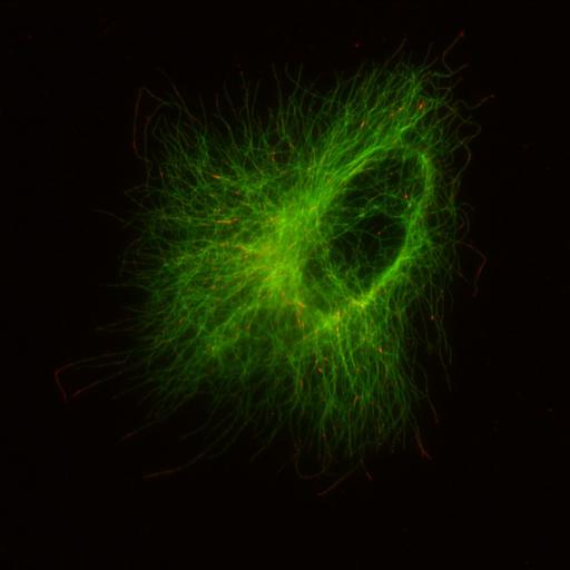  NCBI Organism:Homo sapiens; Cell Types:, epithelial cell; Cell Components:microtubule, cytoskeleton, protein complex; Biological process:protein polymerization