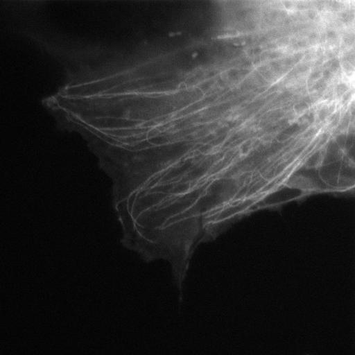  NCBI Organism:Homo sapiens; Cell Types:, epithelial cell; Cell Components:microtubule, cytoskeleton, protein complex; Biological process:protein polymerization