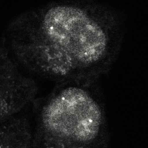  NCBI Organism:Homo sapiens; Cell Components:, , spliceosomal complex; Biological process:, RNA metabolic process;