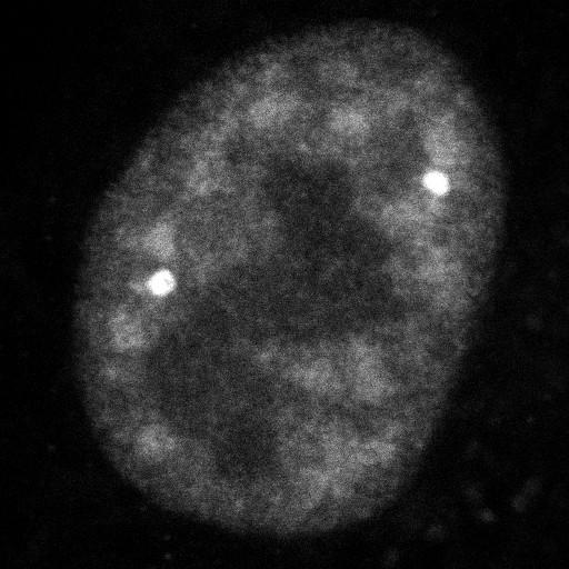  NCBI Organism:Homo sapiens; Cell Components:, , spliceosomal complex; Biological process:, RNA metabolic process;
