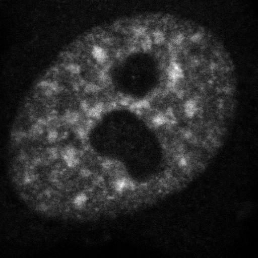  NCBI Organism:Homo sapiens; Cell Components:, , spliceosomal complex; Biological process:, RNA metabolic process;