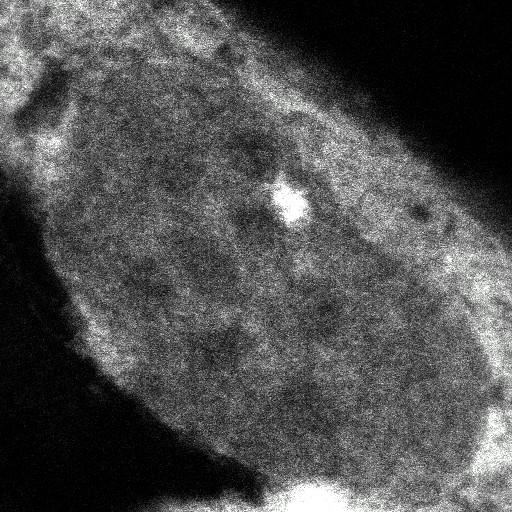  NCBI Organism:Homo sapiens; Cell Components:, , spliceosomal complex; Biological process:, RNA metabolic process;